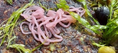 Aplysia punctata