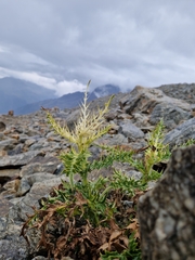 Cirsium spinosissimum