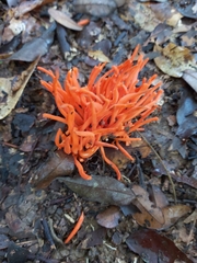 Clavariaceae