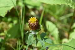 Trifolium spadiceum