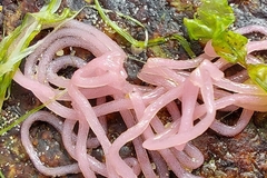 Aplysia punctata