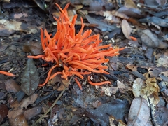Clavariaceae
