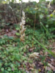 Dactylis glomerata lobata