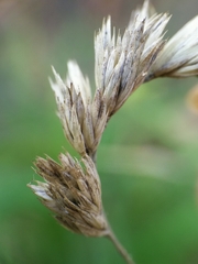 Dactylis glomerata lobata