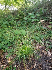 Dactylis glomerata lobata