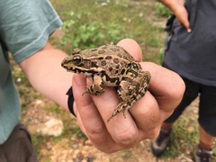 Pelophylax ridibundus