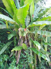 Musa beccarii