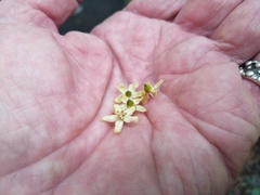 Flindersia brayleyana