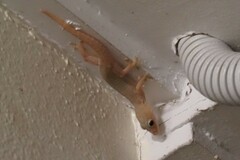 Hemidactylus frenatus