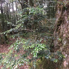Ilex hayataiana