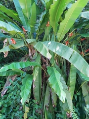 Musa beccarii
