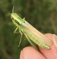 Euthystira brachyptera
