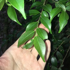 Ilex hayataiana