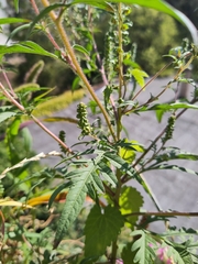 Ambrosia artemisiifolia