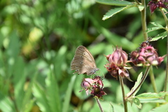 Aphantopus hyperantus