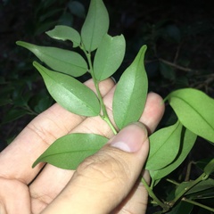 Ilex hayataiana