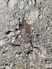 Anura