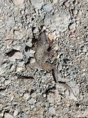 Anura