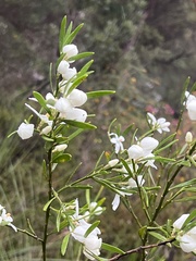 Eriostemon australasius