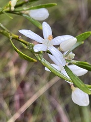 Eriostemon australasius