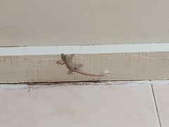 Gekkota