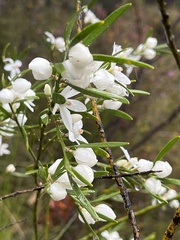 Eriostemon australasius
