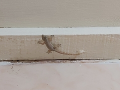 Gekkota