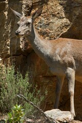 Cervus elaphus elaphus