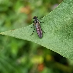Ommatiini