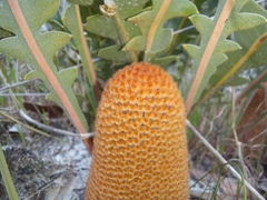 Banksia gardneri