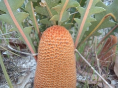Banksia gardneri