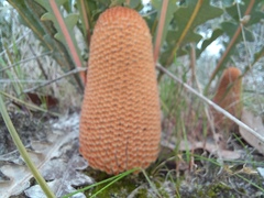 Banksia gardneri