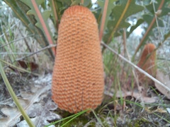 Banksia gardneri