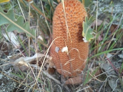 Banksia gardneri