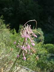 Allium carinatum pulchellum
