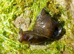 Aplysia punctata
