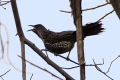 Anthochaera chrysoptera