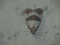 Maliattha quadripartita