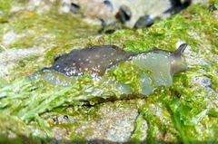 Aplysia punctata