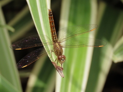 Brachythemis contaminata