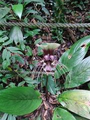 Tacca