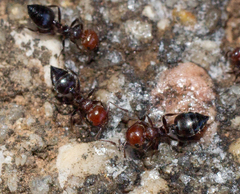 Crematogaster scutellaris