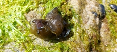 Aplysia punctata
