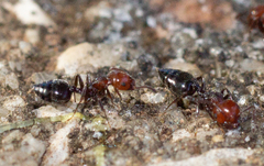 Crematogaster scutellaris