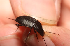 Calathus fuscipes