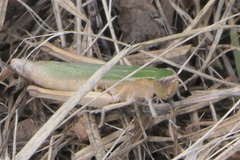 Chorthippus albomarginatus