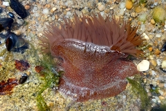Actinia fragacea