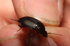 Calathus fuscipes