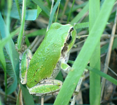 Hyla japonica