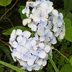 Hydrangea